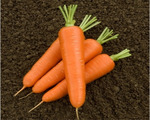 Сорт моркови Олимпо